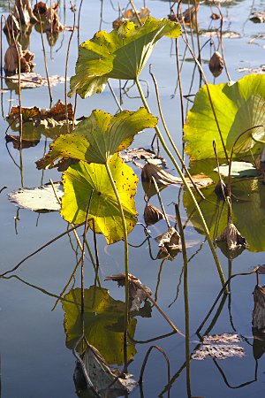 Welkende Lotusbltter im Beihai - es wird Herbst...