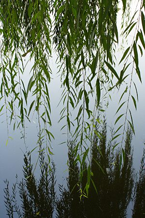 Zweige einer Trauerweide und deren Spiegelungen im See