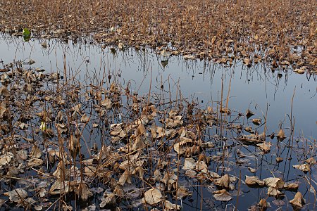 Herbstliche Lotusbltter auf einem See