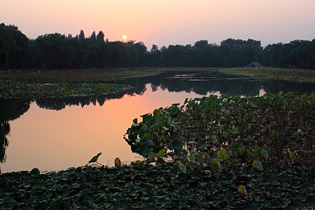 Sonnenuntergang im alten Sommerpalast, Peking (vor einer Seenlandschaft mit Lotusblttern)