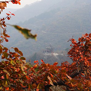 Xiangshan im Herbst - Rote Bltter und Pavillon im Hintergrund