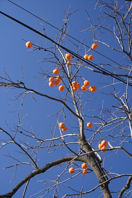 Kaki auf einem ansonsten kahlen Baum vor blauem Himmel