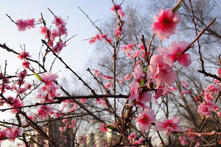 künstliche Blüten an einem Zierpfirsichbaum im Winter