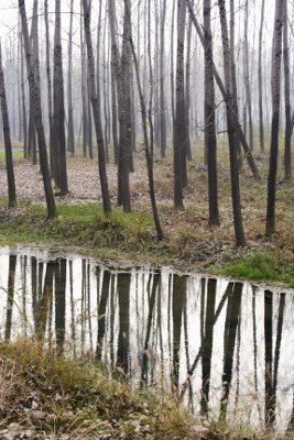 kahler Wald, Baumstämme spiegeln sich in einem Bach
